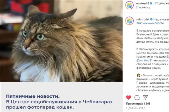 Парад кошек (группа "Минтруд России" в социальных сетях)