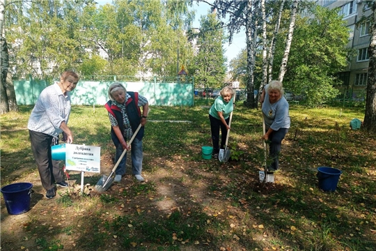 Серебряные волонтёры ухаживают за саженцами дубов